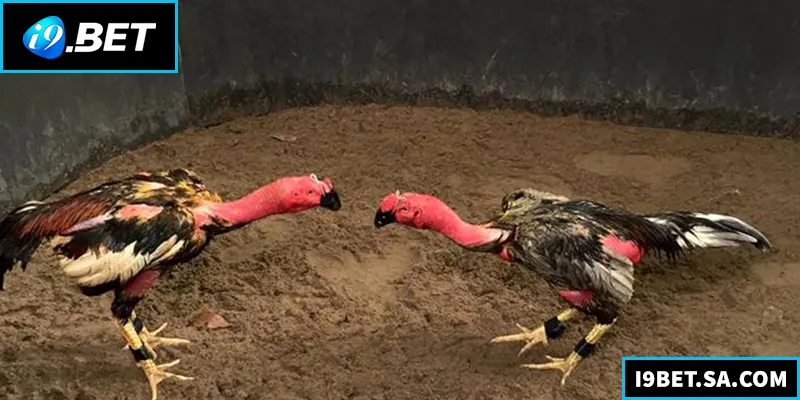 Đá Gà Đòn - Kinh Nghiệm Và Hướng Dẫn Chi Tiết Cho Người Mới