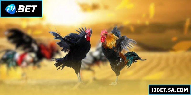 Đá Gà I9BET - Link Chính Thức Nhận Thưởng Khủng