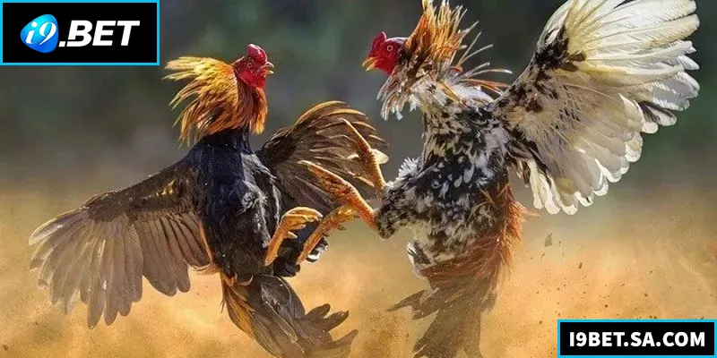 Đá Gà Thomo – Kinh Nghiệm Thắng Lớn Tại Nhà Cái