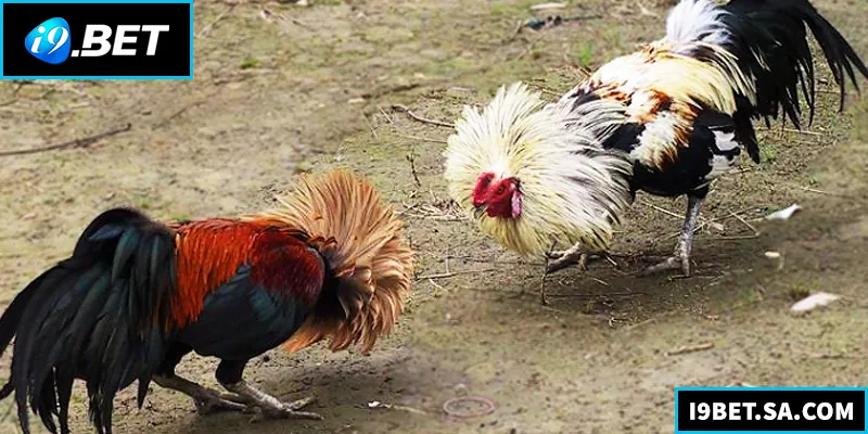 Đá Gà Tre – Bí Quyết Chọn Gà Và Kinh Nghiệm Thắng Lớn