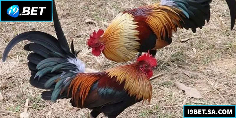 Hướng dẫn chơi đá gà tre hiệu quả, từ chọn gà đến chiến thuật cá cược