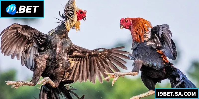 Khám phá đá gà đòn trực tiếp với mẹo chơi và kinh nghiệm hiệu quả